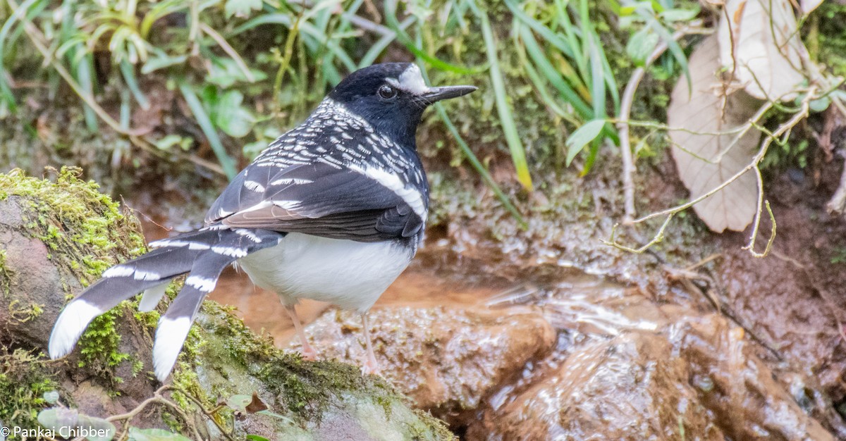 Spotted Forktail - ML270890201