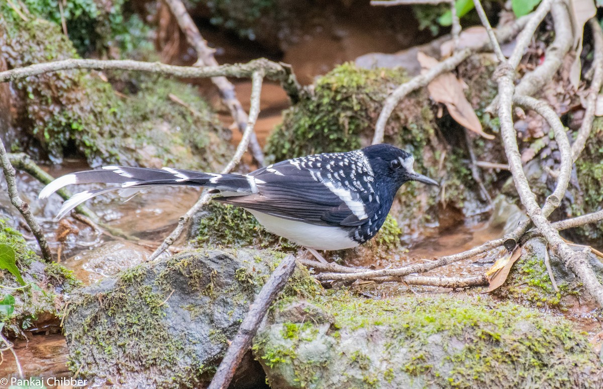 Spotted Forktail - ML270891791