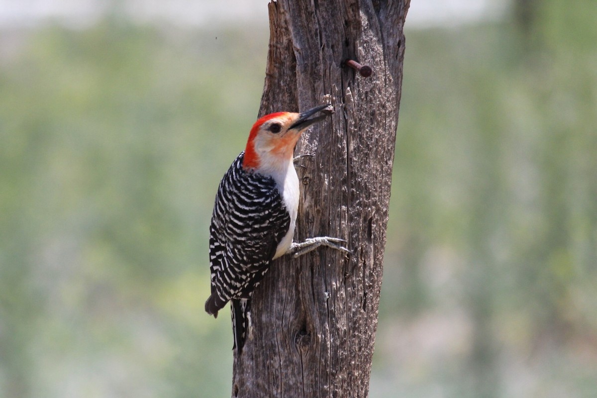 Red-bellied Woodpecker - Bob Friedrichs