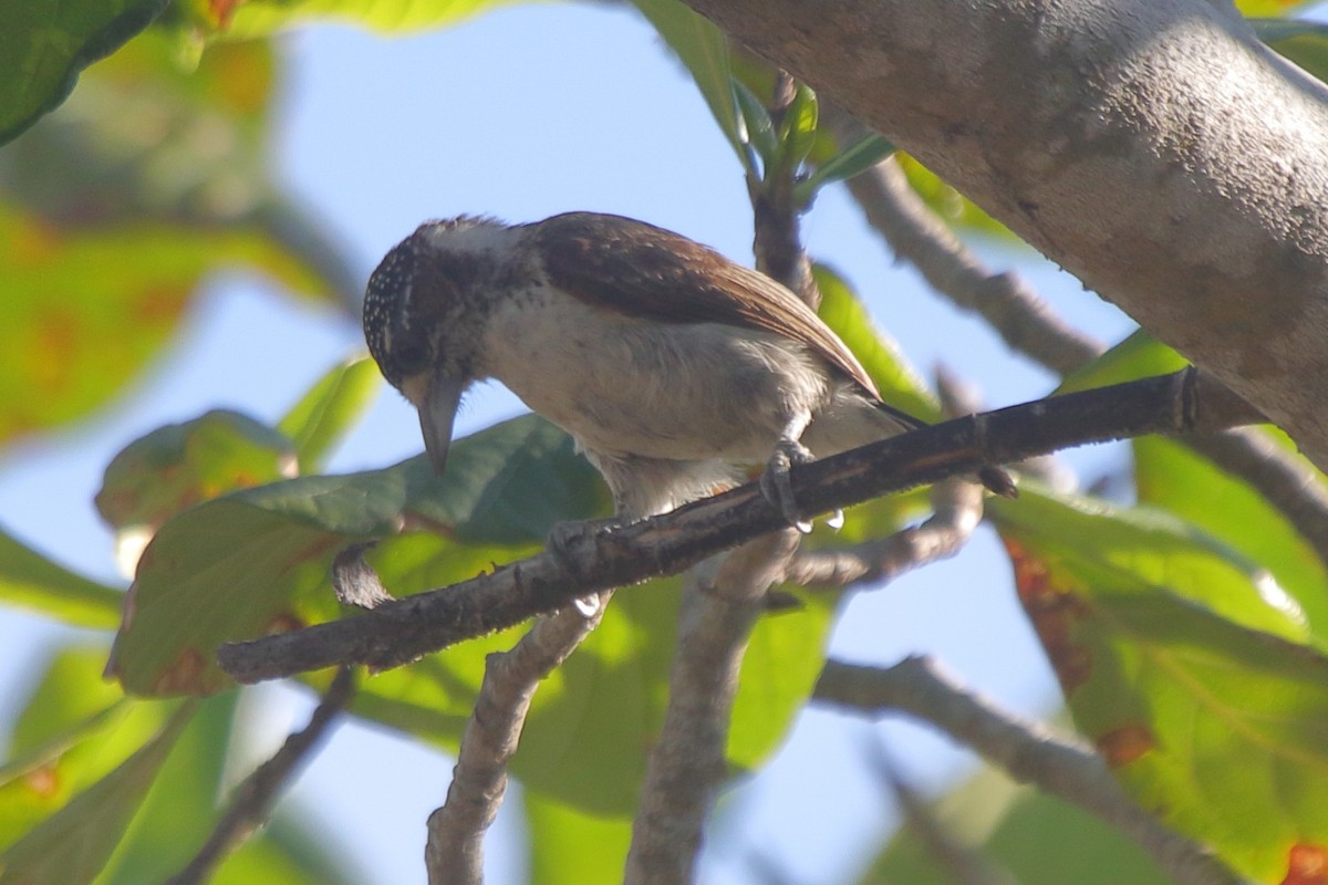 White-bellied Piculet (White-bellied) - ML270899401