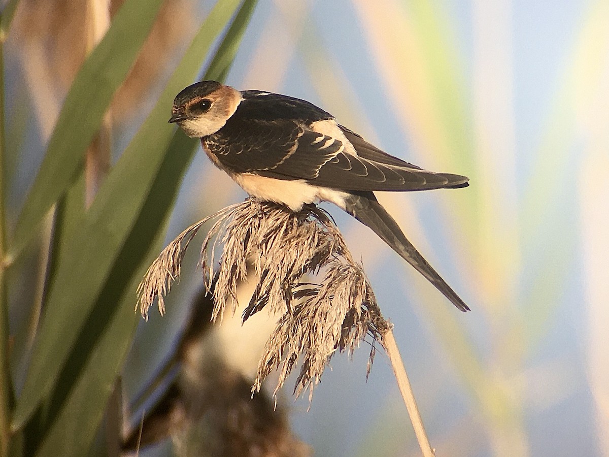 Red-rumped Swallow - ML270901351