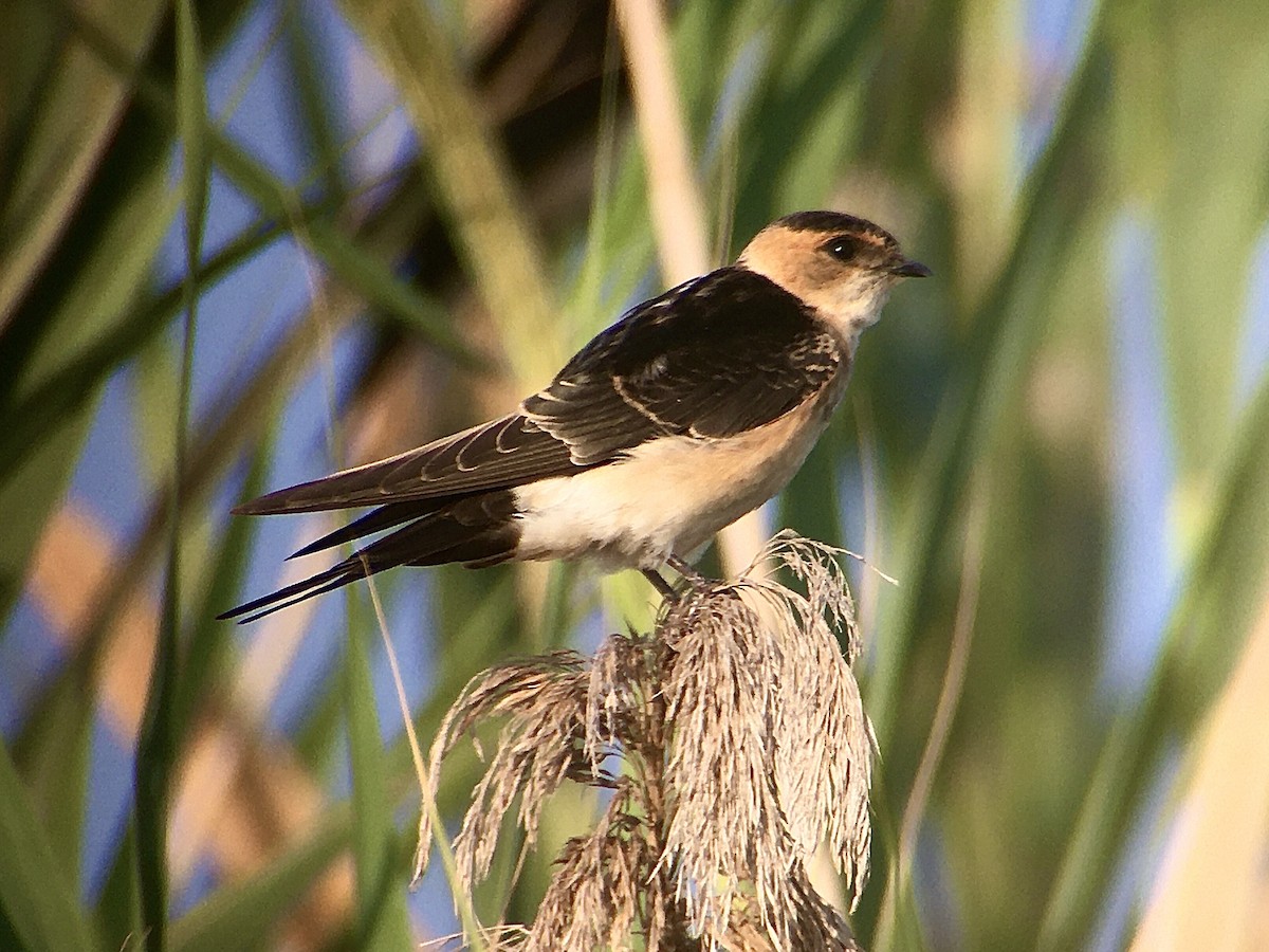 Red-rumped Swallow - ML270901371