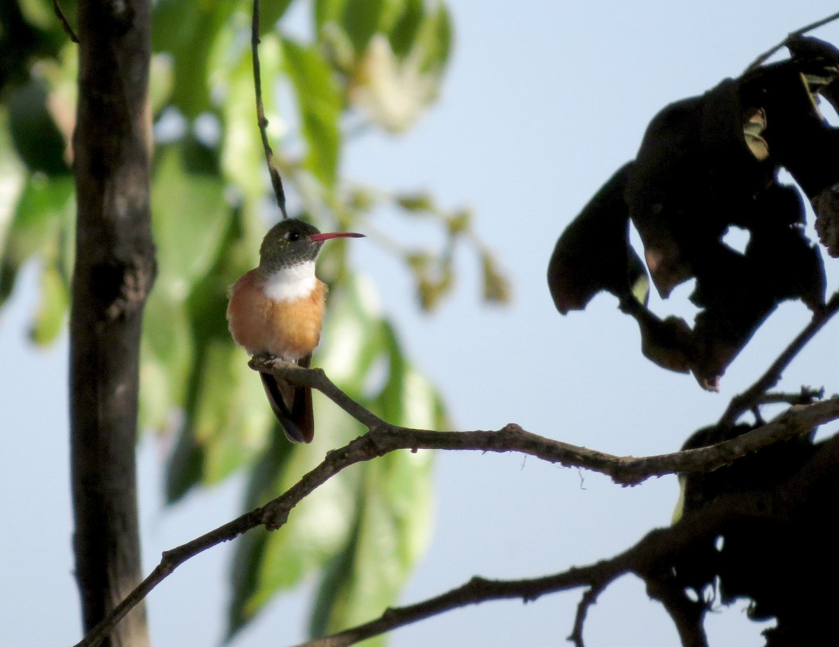 Amazilia Hummingbird - Liao Tzu-Chiang