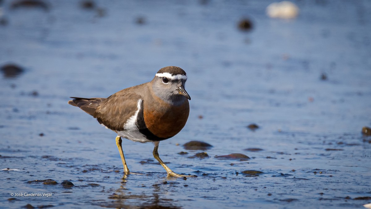 Rufous-chested Dotterel - ML270910141