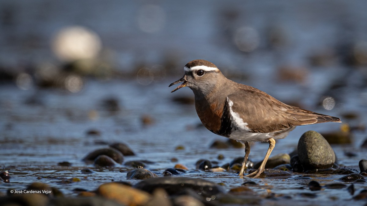Rufous-chested Dotterel - ML270910241