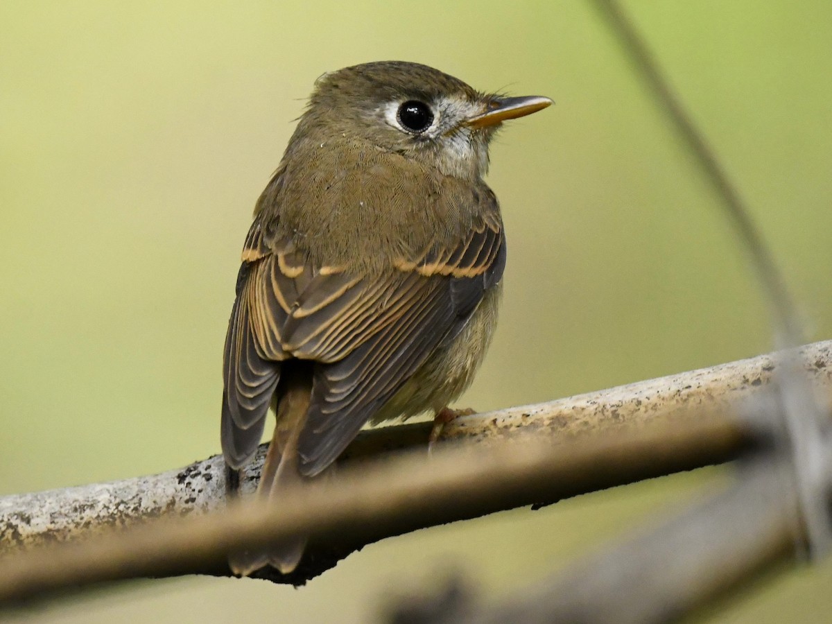Brown-breasted Flycatcher - ML270914891