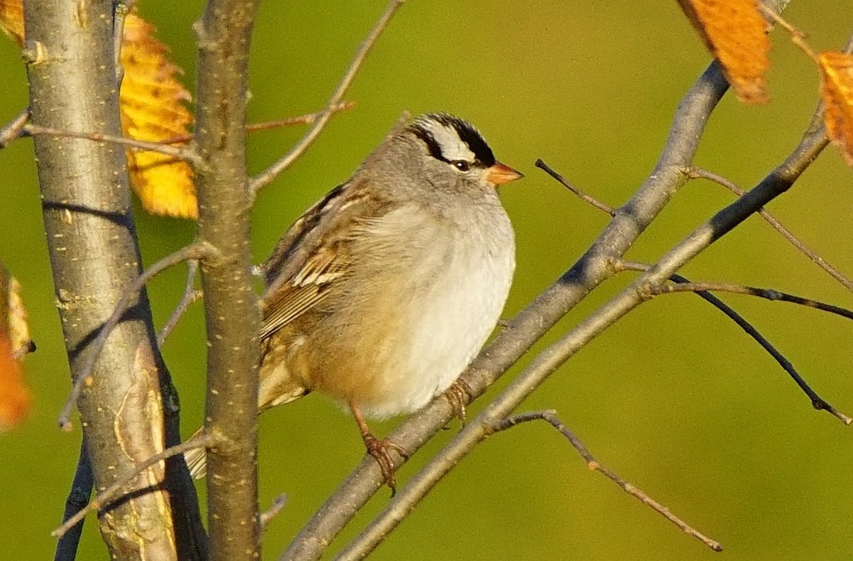 White-crowned Sparrow (leucophrys) - Dennis Mersky