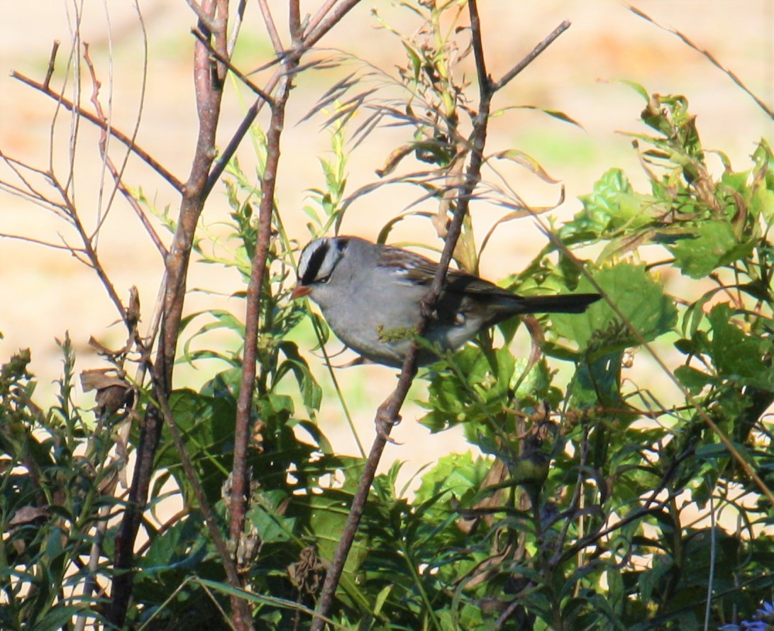 White-crowned Sparrow - ML270918561