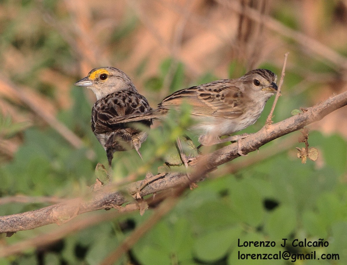 Yellow-browed Sparrow - Lorenzo Calcaño