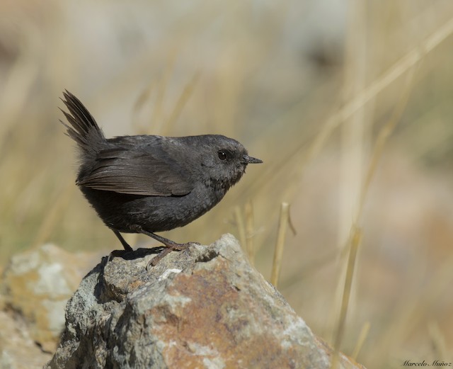 Adult from the high Andes; lateral view. - Magellanic Tapaculo - 