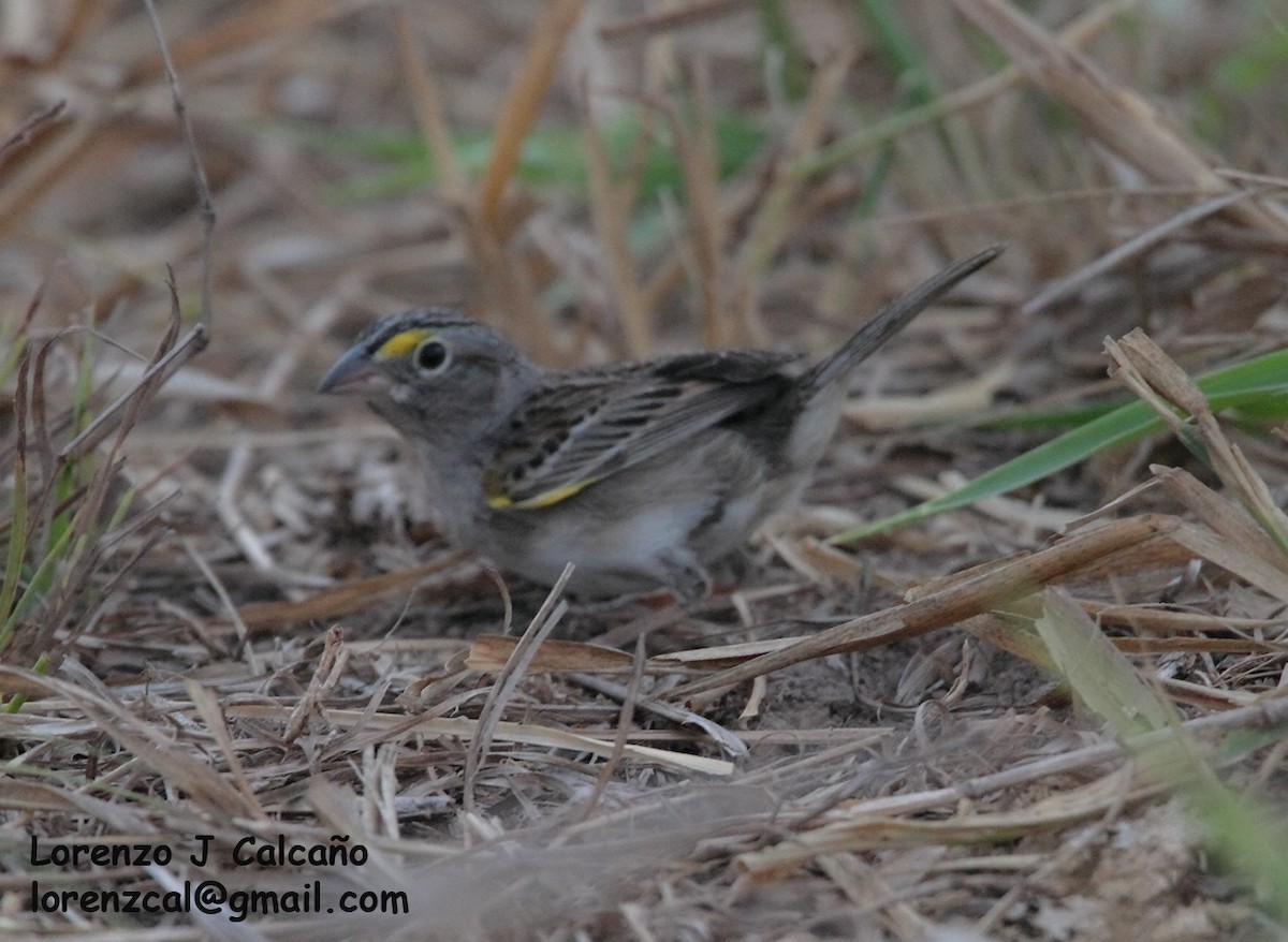 Yellow-browed Sparrow - ML270925281