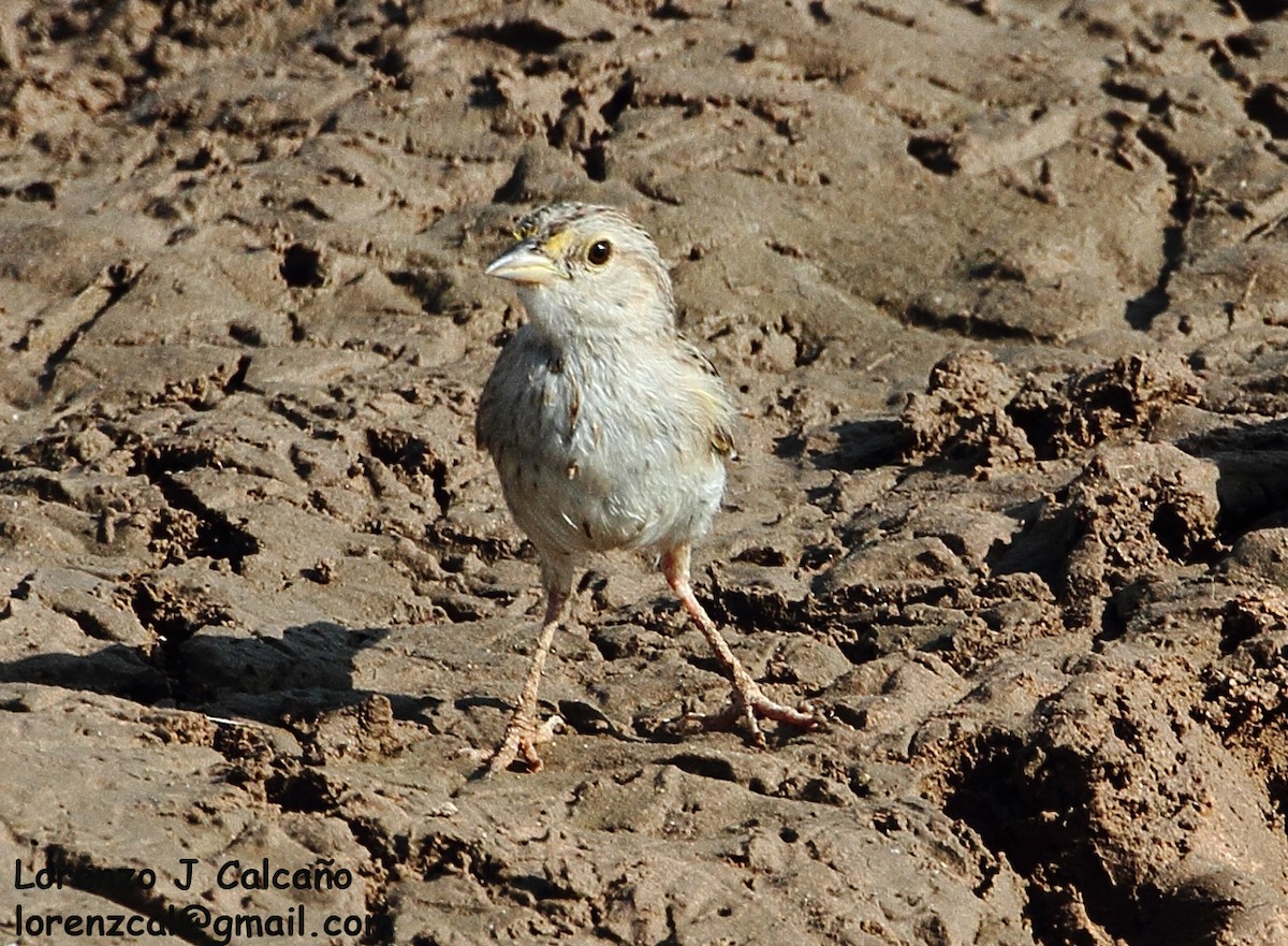 Yellow-browed Sparrow - ML270927611