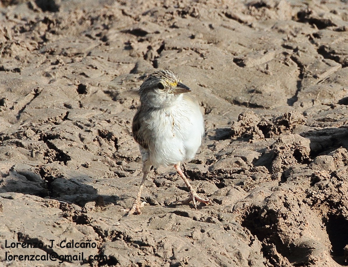 Yellow-browed Sparrow - ML270927661
