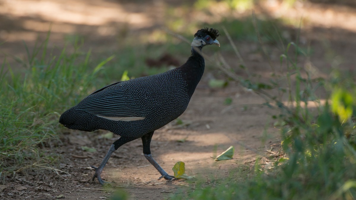 Southern Crested Guineafowl - Eric van Poppel