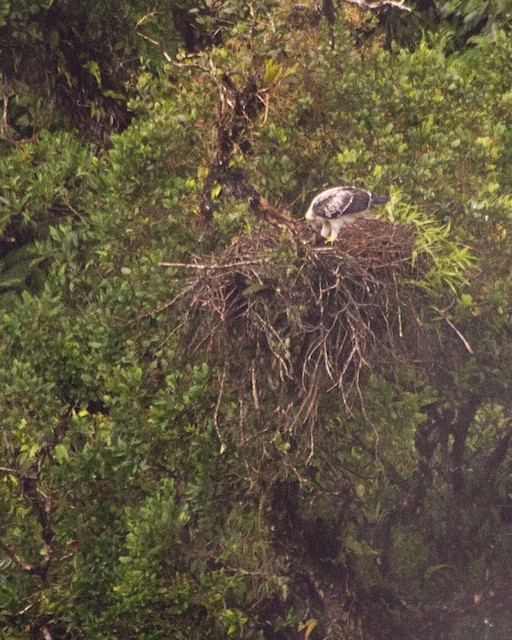 Juvenile at nest in October in Cusco, Peru. - Black-and-chestnut Eagle - 