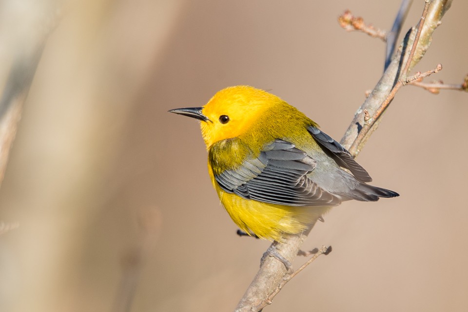 Prothonotary Warbler - ML27093191