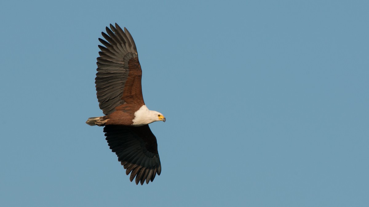 African Fish-Eagle - ML270933041
