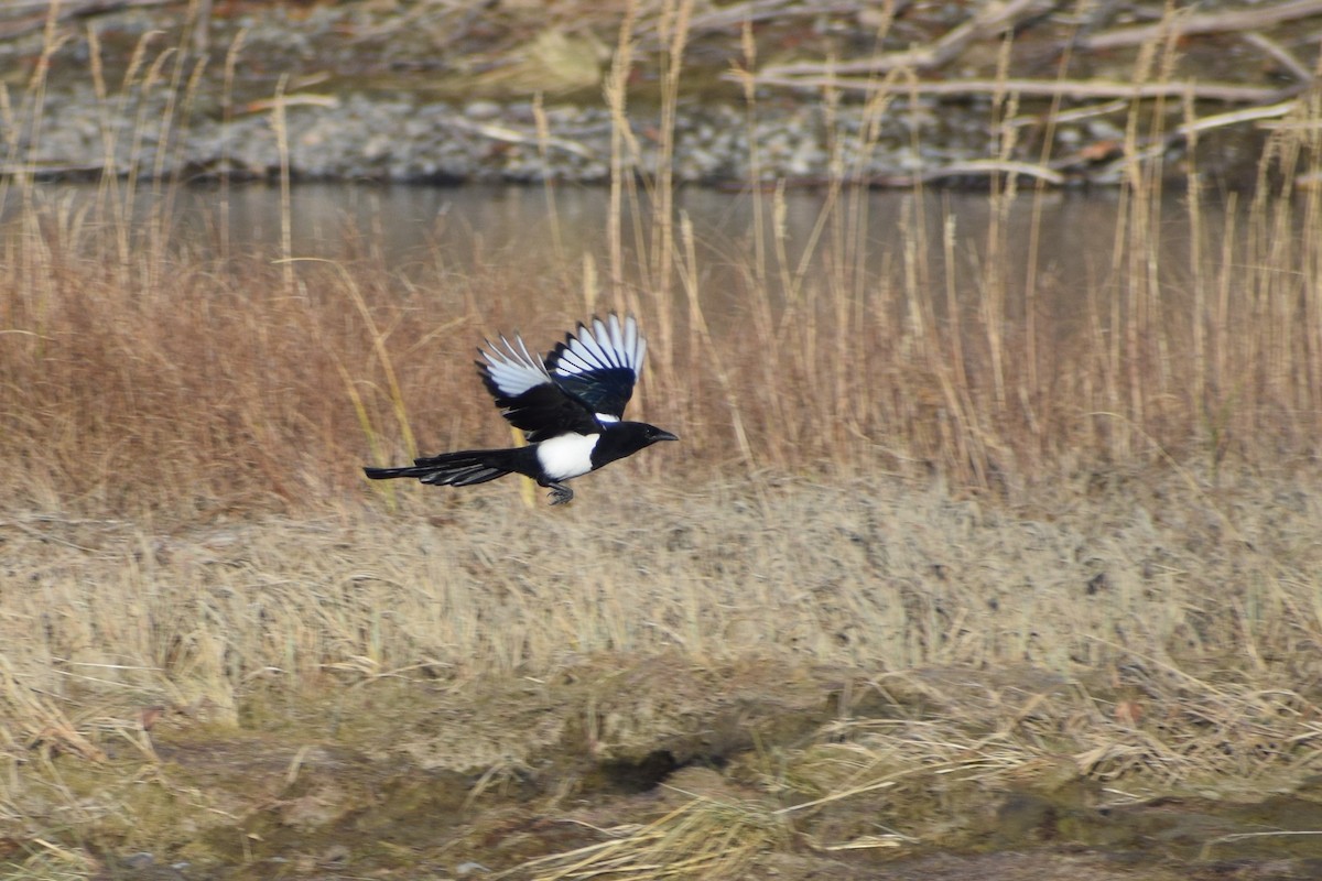 Black-billed Magpie - Syd Cannings