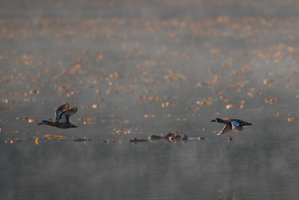 Blue-winged Teal - ML27093371
