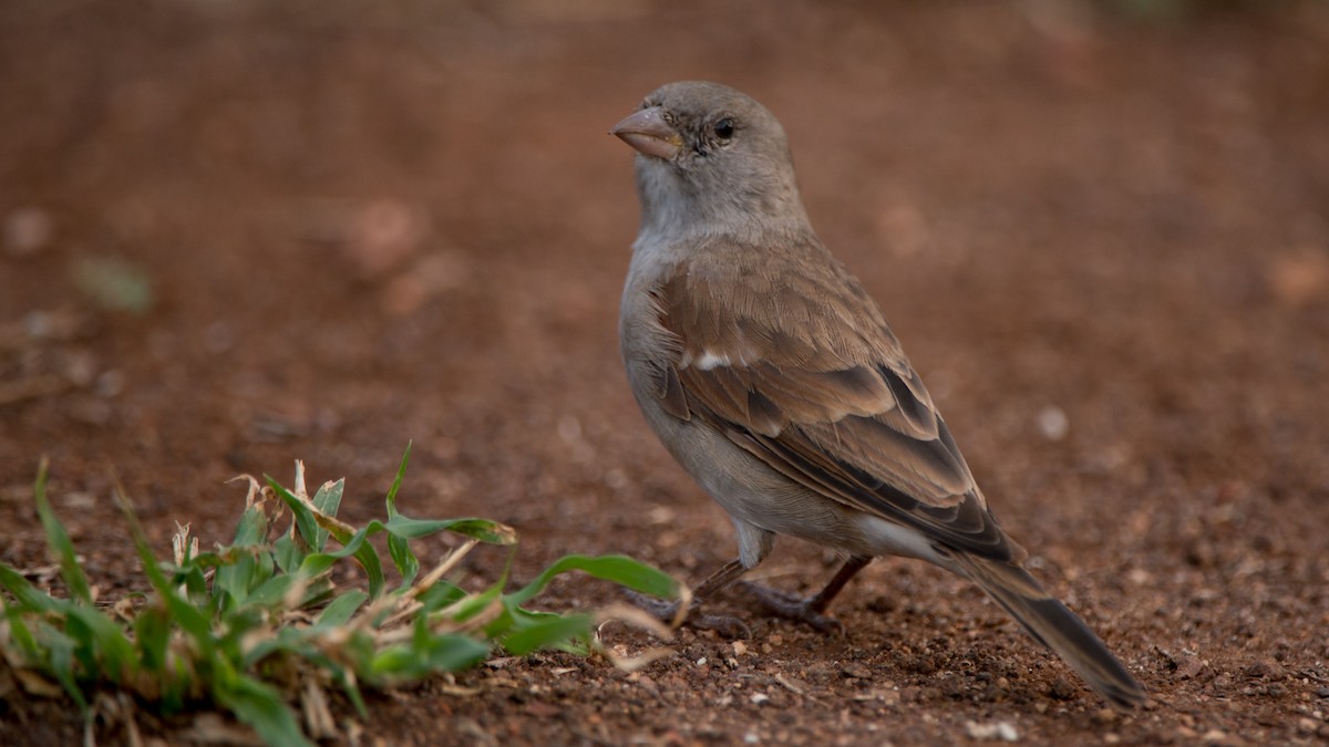 Southern Gray-headed Sparrow - ML270933871