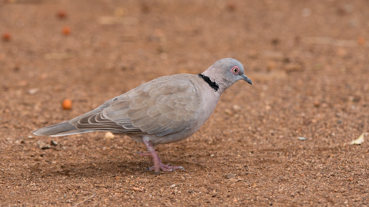 Mourning Collared-Dove - ML270934601