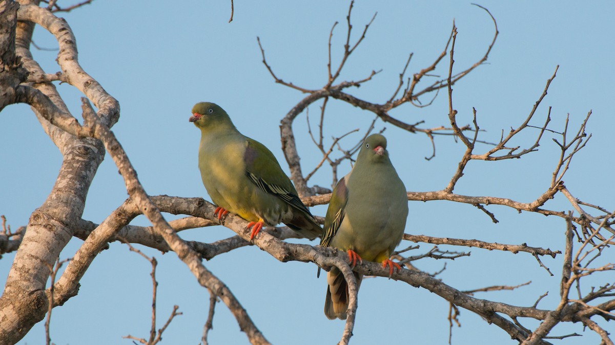 African Green-Pigeon - ML270934731