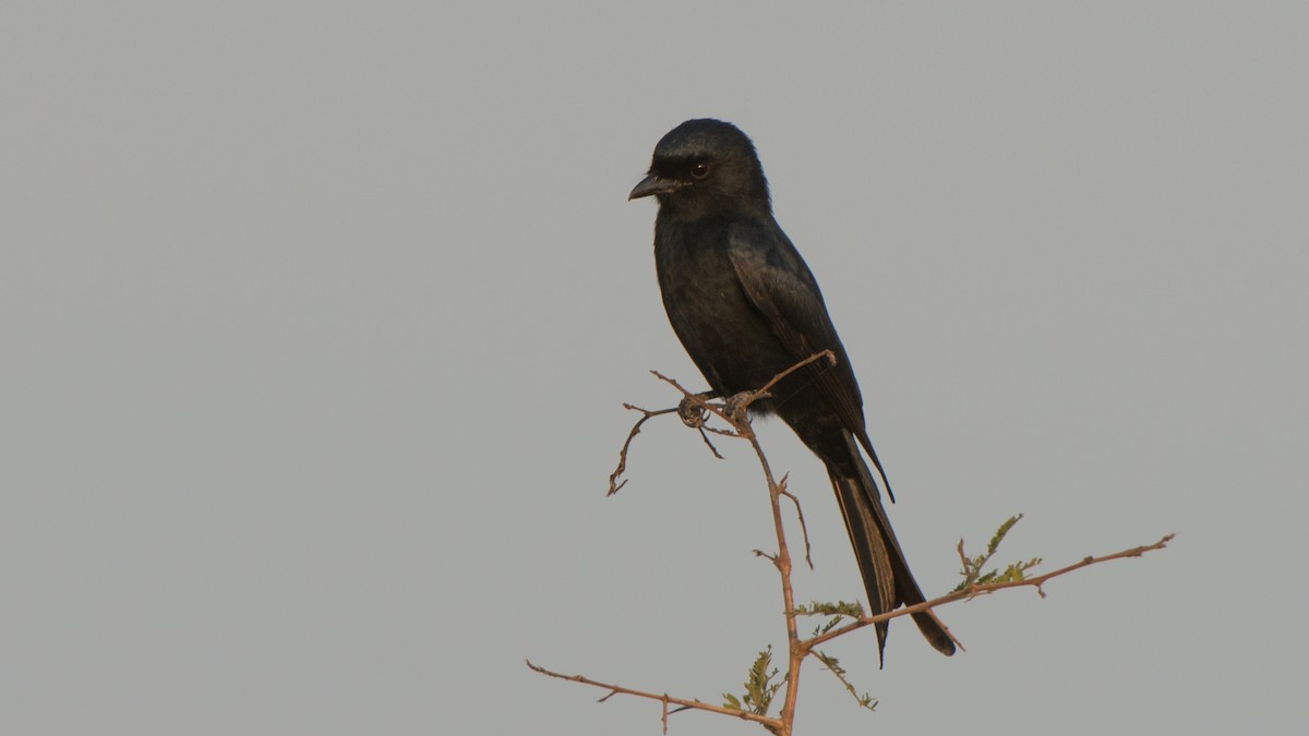 Fork-tailed Drongo - ML270936401