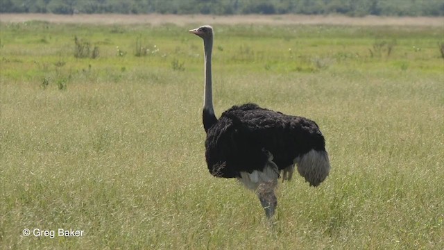 Common Ostrich - ML270942091