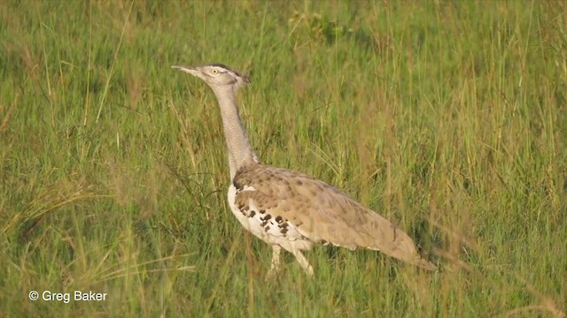 Ml2903 Kori Bustard Macaulay Library