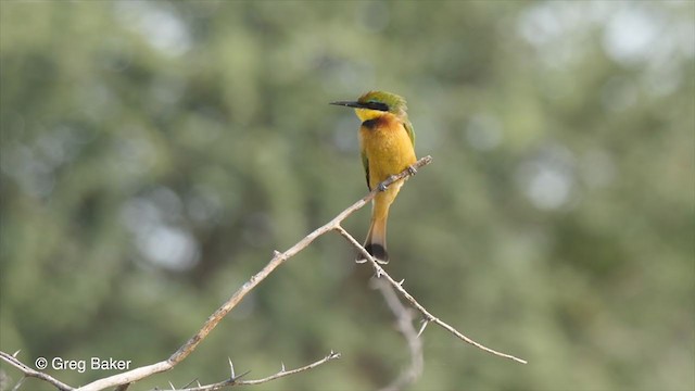 Little Bee-eater - ML270944591