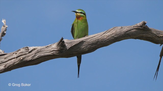 Blue-cheeked Bee-eater - ML270944611