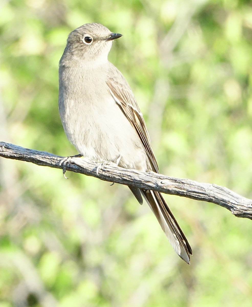 Townsend's Solitaire - ML270944981