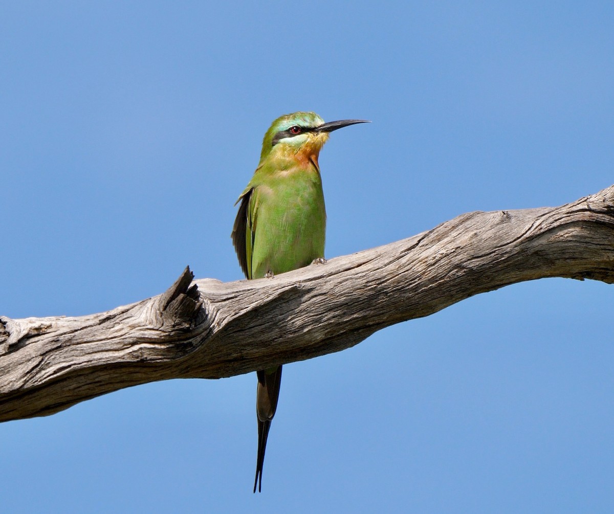 Blue-cheeked Bee-eater - Greg Baker