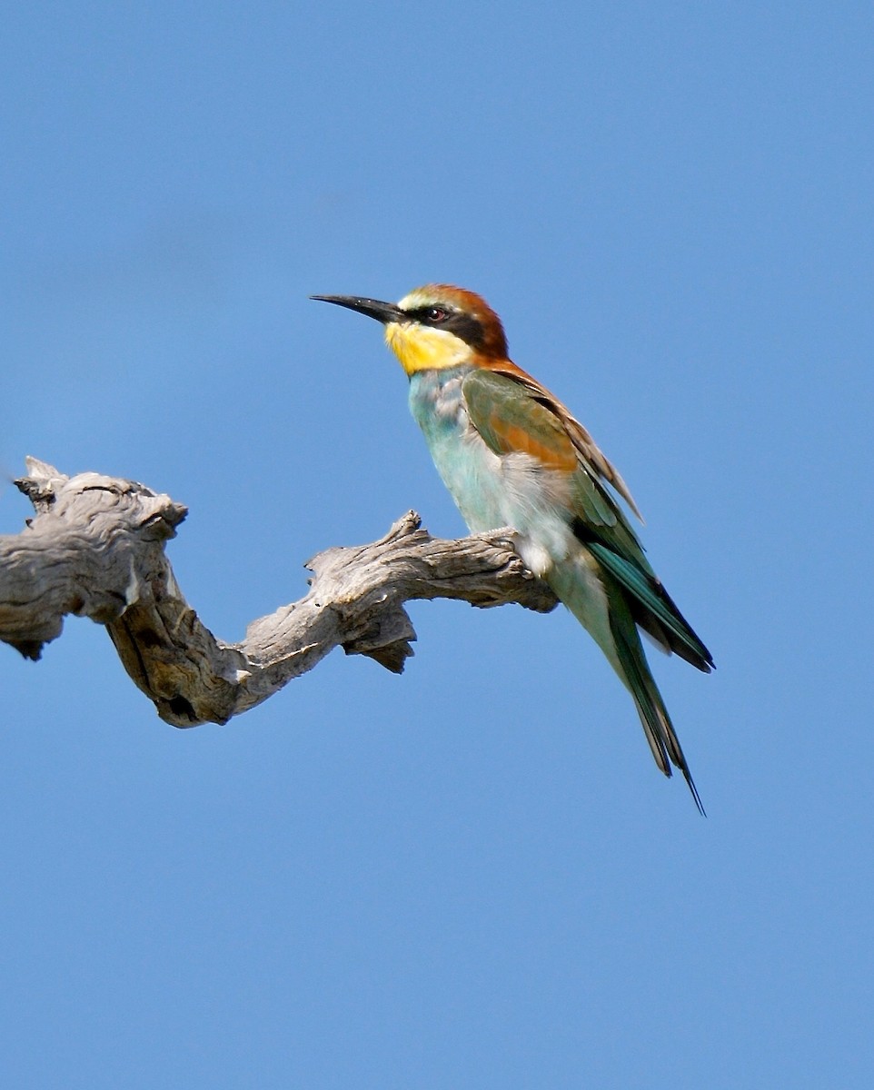 European Bee-eater - Greg Baker