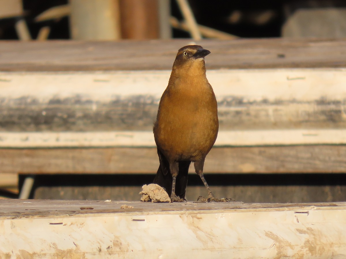 Great-tailed Grackle - ML270951911