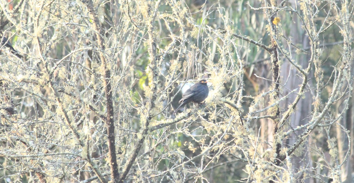 Indian Blackbird - ML27095841