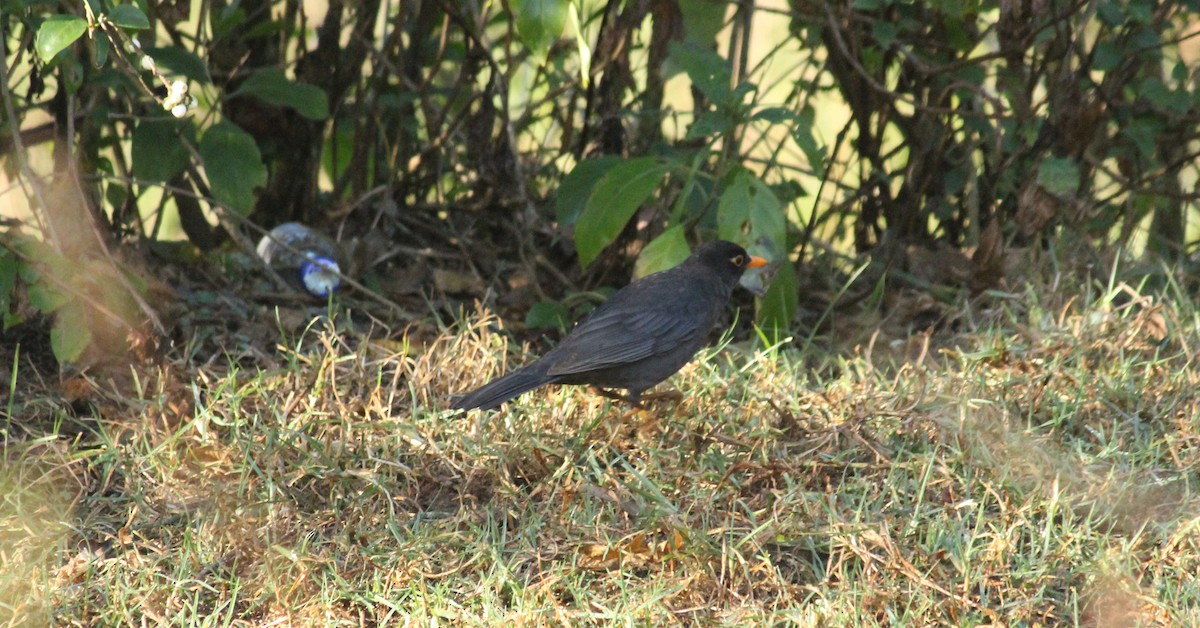 Indian Blackbird - ML27095901