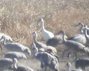 Sandhill x Whooping Crane (hybrid) - eBird