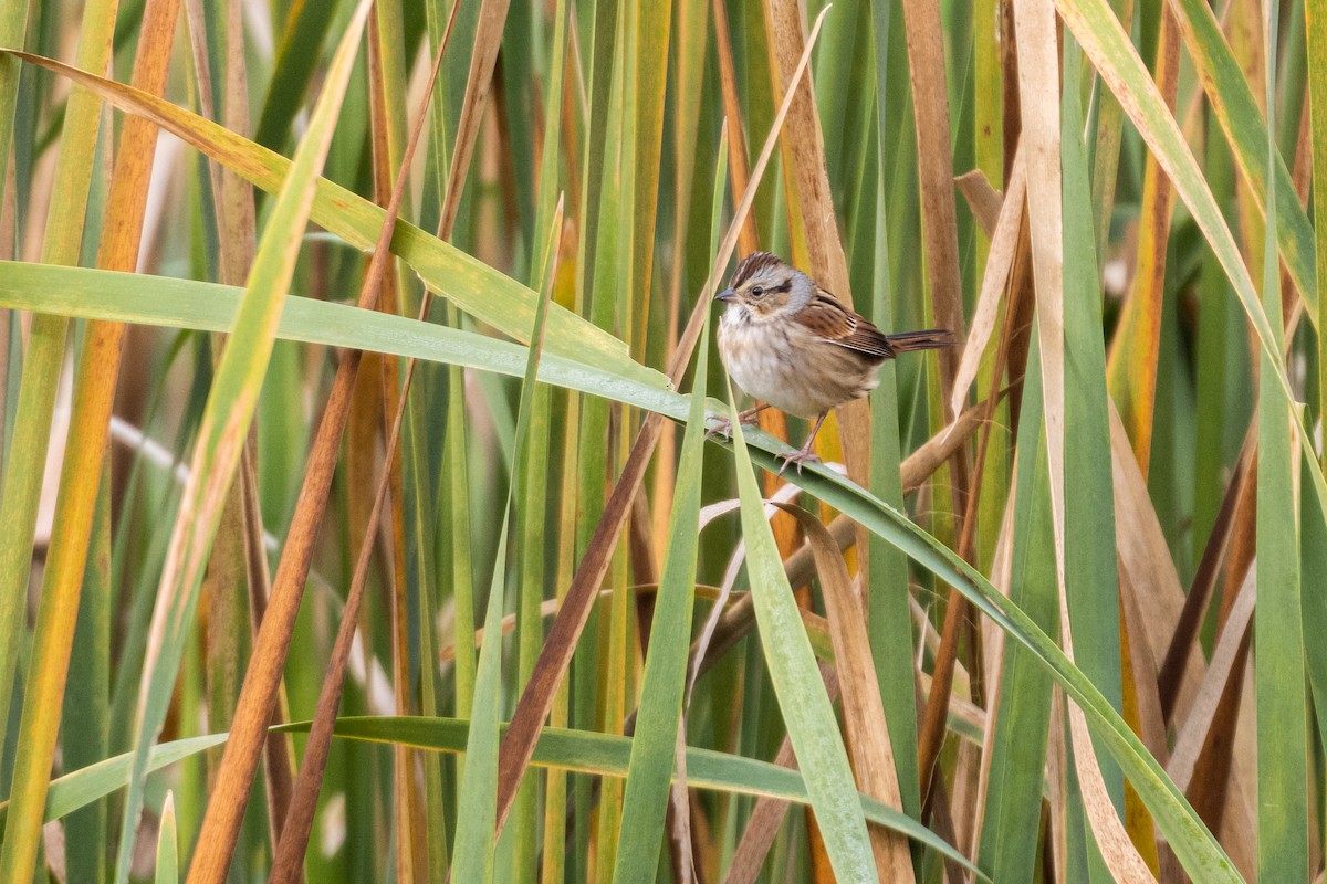 Swamp Sparrow - ML270966991
