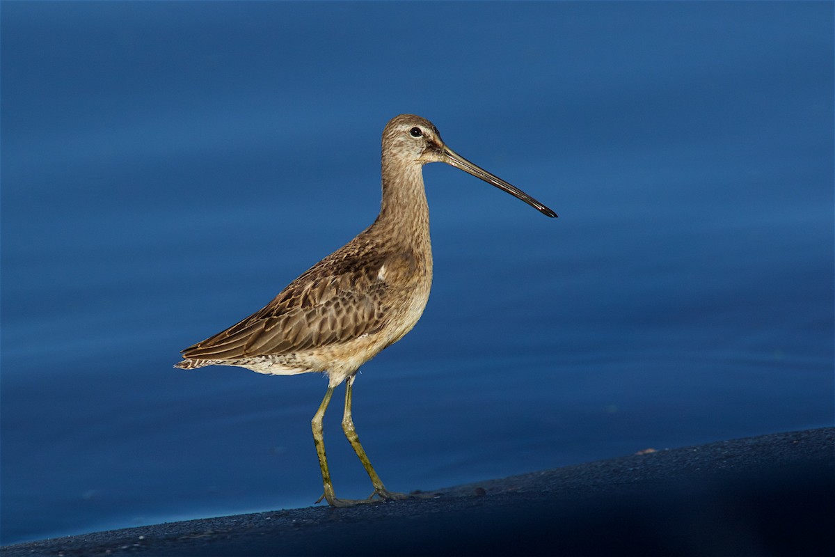 Long-billed Dowitcher - ML270971771