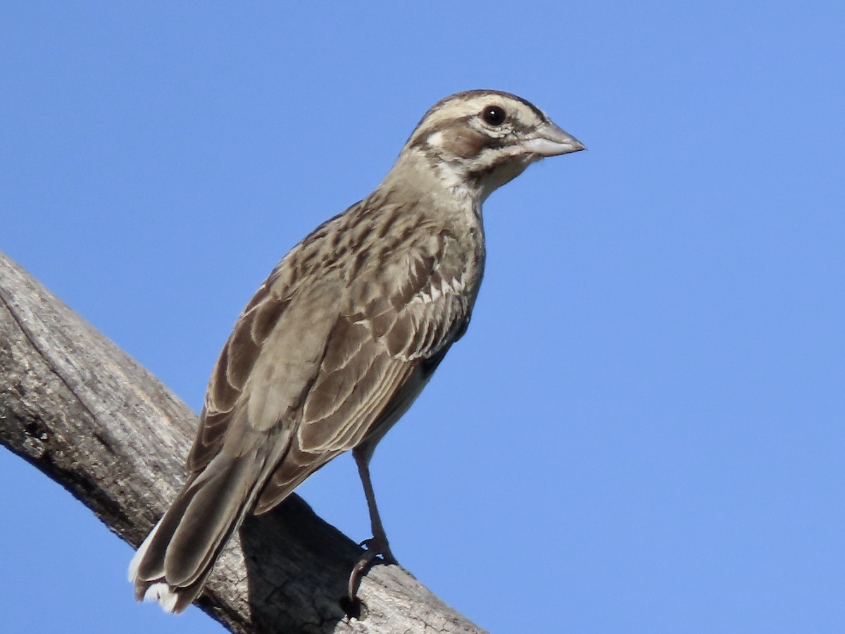 Lark Sparrow - Babs Buck