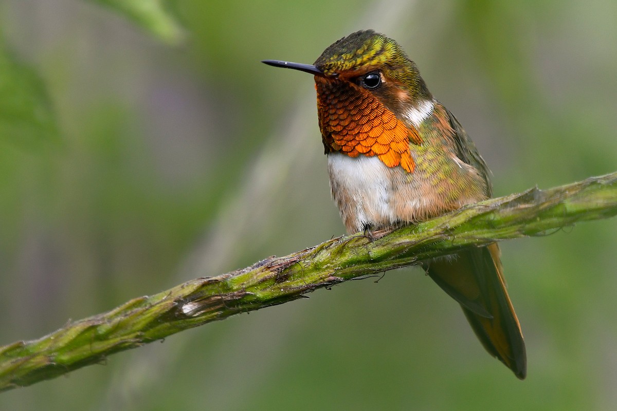 Scintillant Hummingbird - Maria Jose Lou