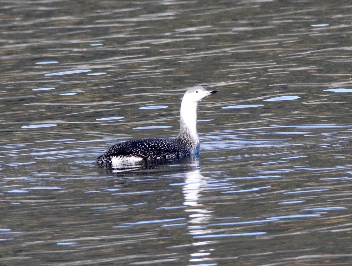 Red-throated Loon - ML270976211