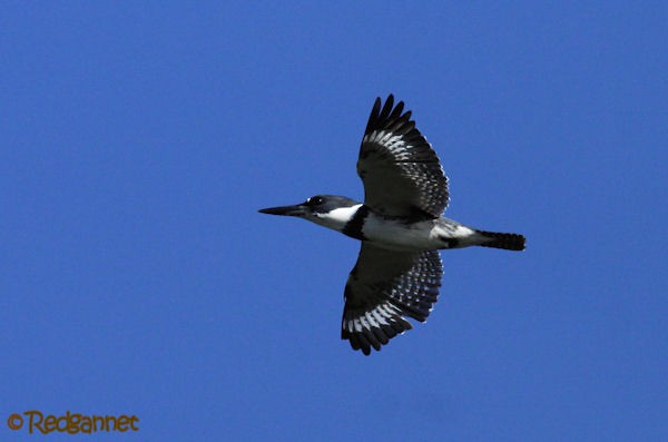 Belted Kingfisher - ML27097871