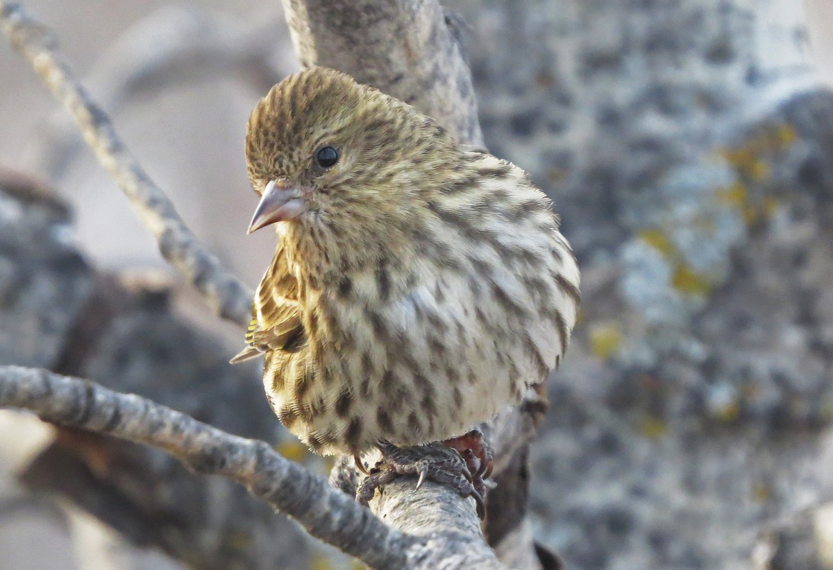 Pine Siskin - ML270979321