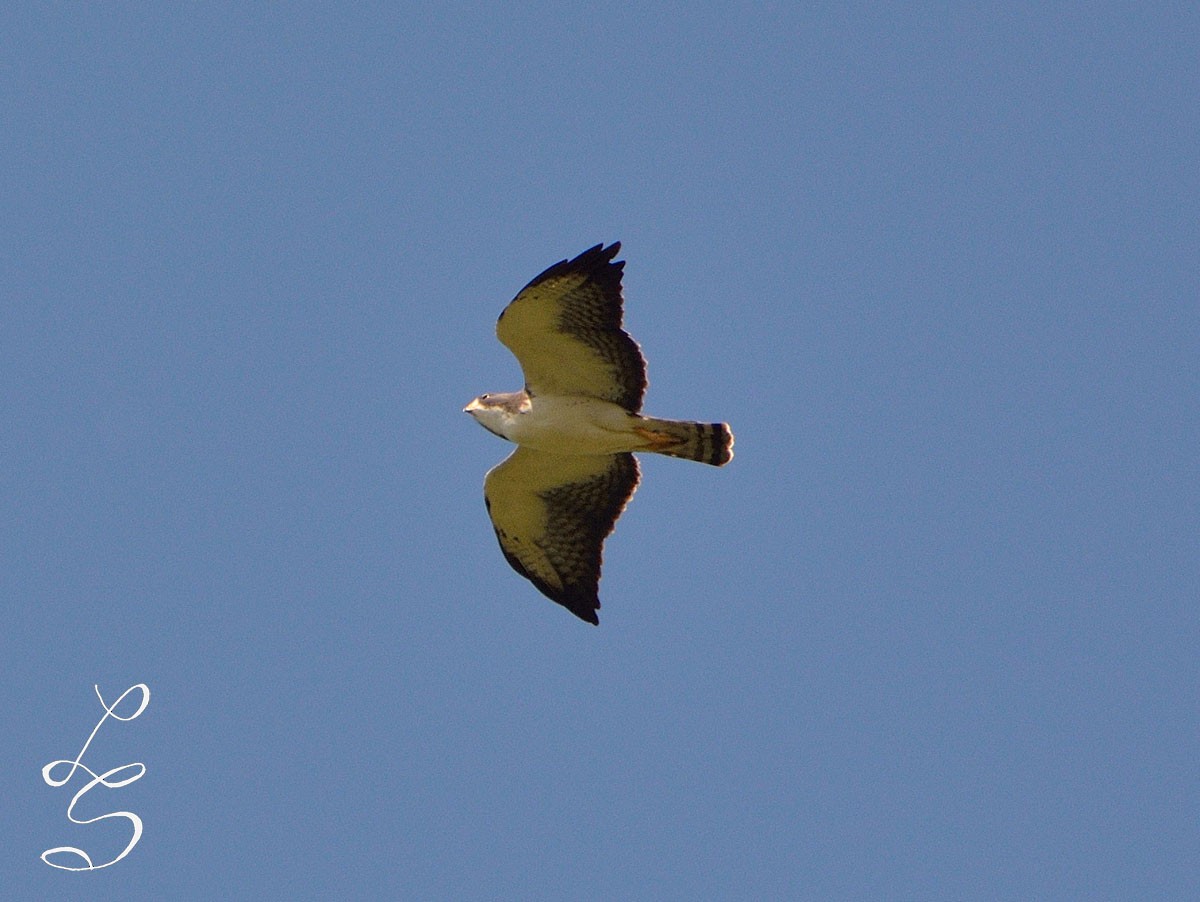 Short-tailed Hawk - Luis Fernandez