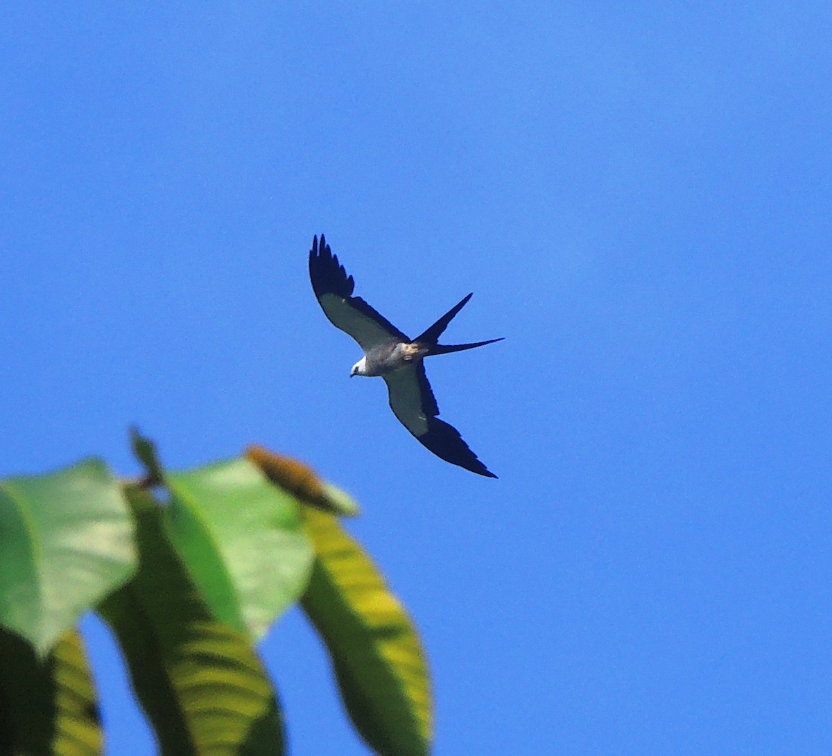 Swallow-tailed Kite - ML27098491