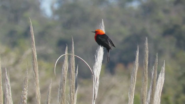 Scarlet-headed Blackbird - ML270986091