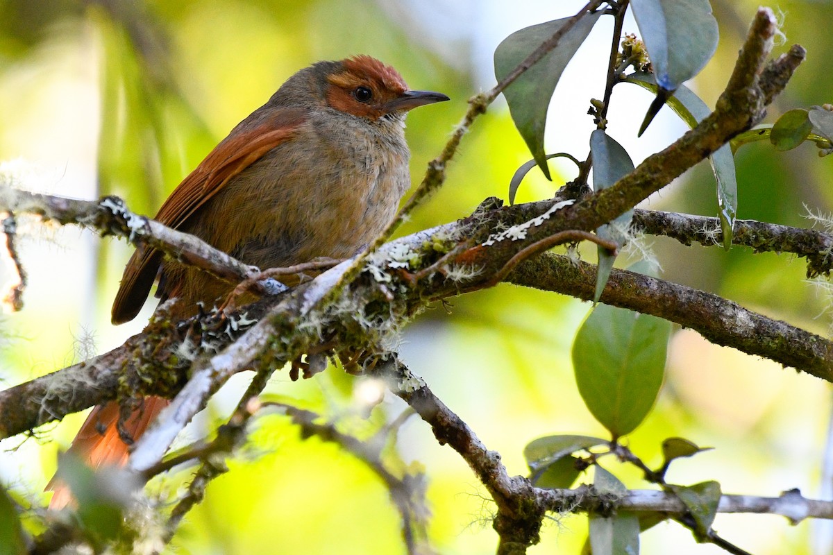 Red-faced Spinetail - Maria Jose Lou