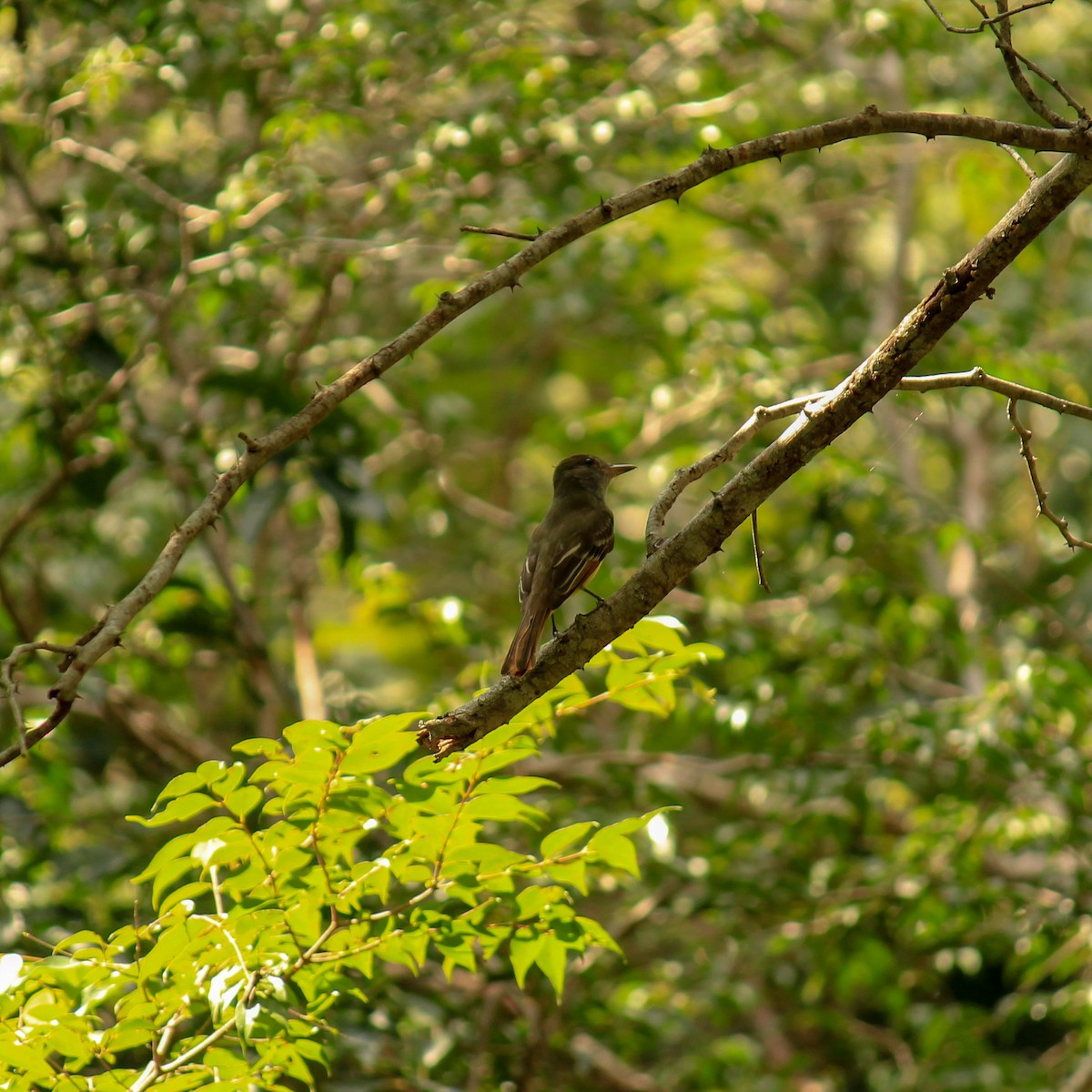 Great Crested Flycatcher - ML270991431